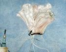 Fiore reciso, 1990 - cm.50x40, Tempera su tavola